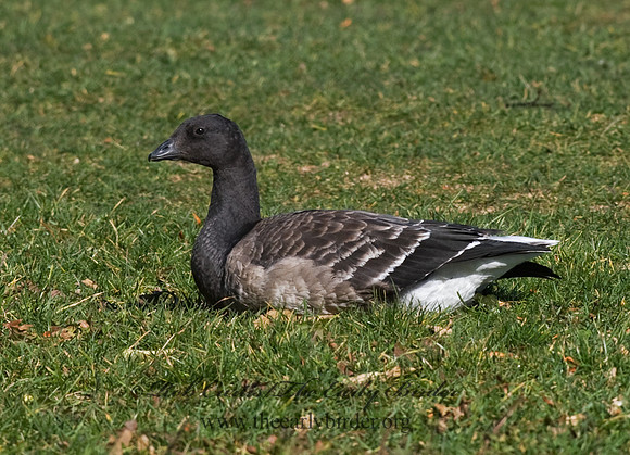 Branta bernicla  BRANT 8009219