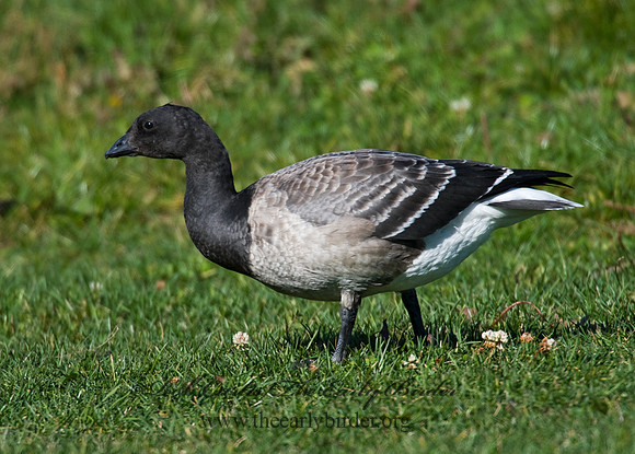 Branta bernicla  BRANT 8009237