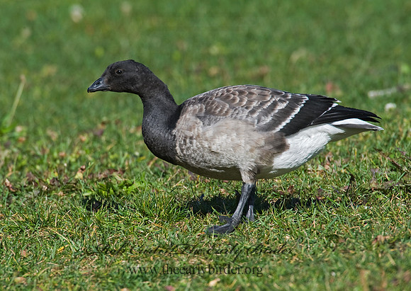 Branta bernicla  BRANT 8009287