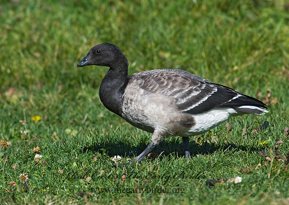 Branta bernicla  BRANT 8009295