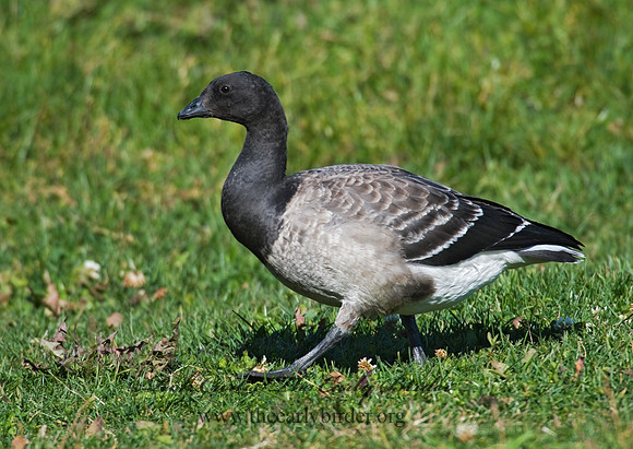 Branta bernicla  BRANT 8009298