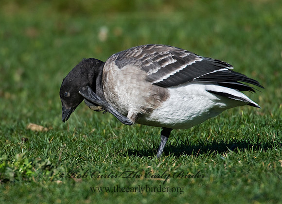 Branta bernicla  BRANT 8009256