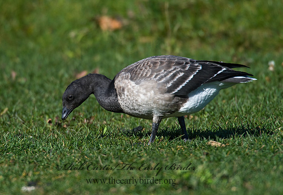 Branta bernicla  BRANT 8009263