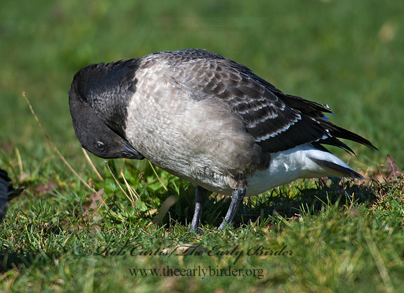 Branta bernicla  BRANT 8009264