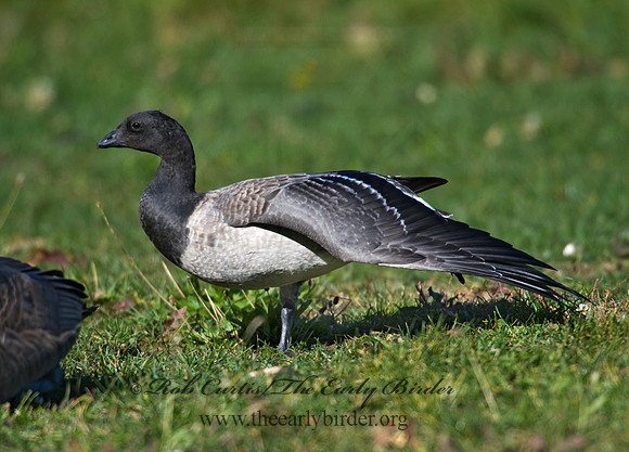Branta bernicla  BRANT 8009265