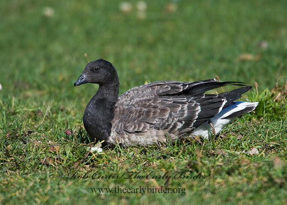 Branta bernicla  BRANT 8009271