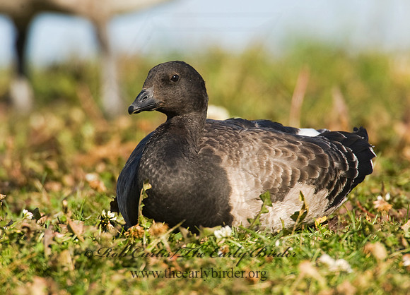Branta bernicla  BRANT 8009358