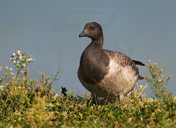 Branta bernicla  BRANT 8009372