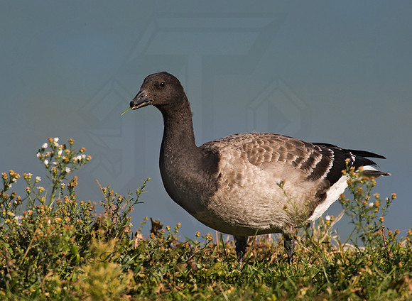 Branta bernicla  BRANT 8009375