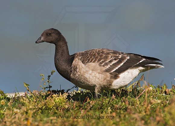 Branta bernicla  BRANT 8009384