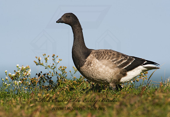 Branta bernicla  BRANT 8009387