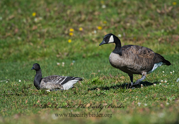 Branta bernicla  BRANT 8009276