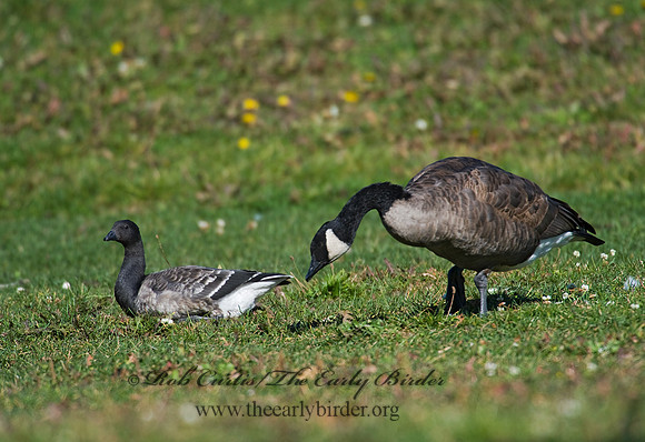 Branta bernicla  BRANT 8009277