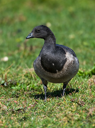 Branta bernicla  BRANT 8009301