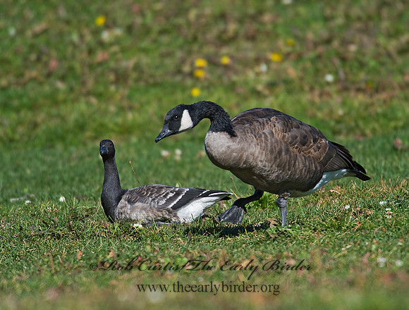 Branta bernicla  BRANT 8009280