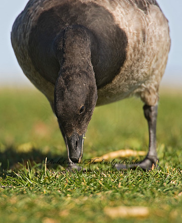 Branta bernicla  BRANT 8009339