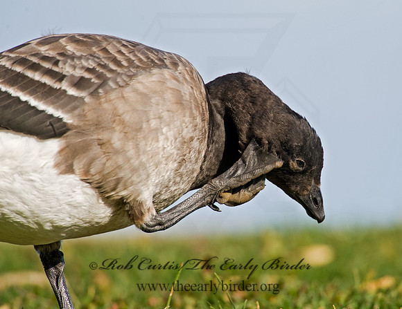 Branta bernicla  BRANT 8009342