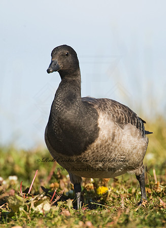 Branta bernicla  BRANT 8009354