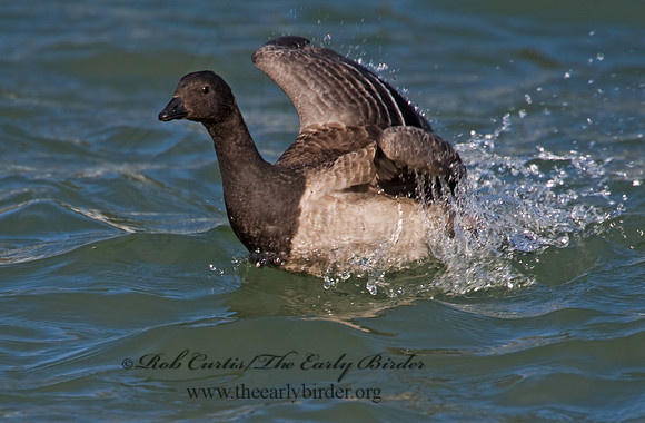 Branta bernicla  BRANT 8009394