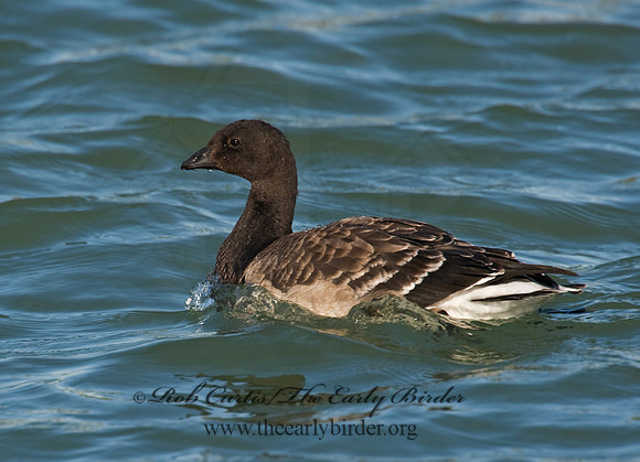 Branta bernicla  BRANT 8009398