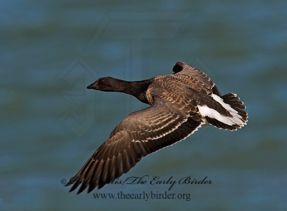 Branta bernicla  BRANT 8009348