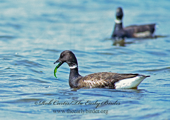 Branta bernicla  BRANT 145412