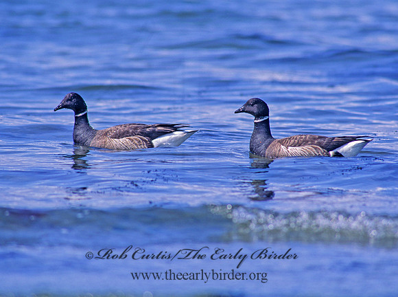 Branta bernicla  BRANT 145228