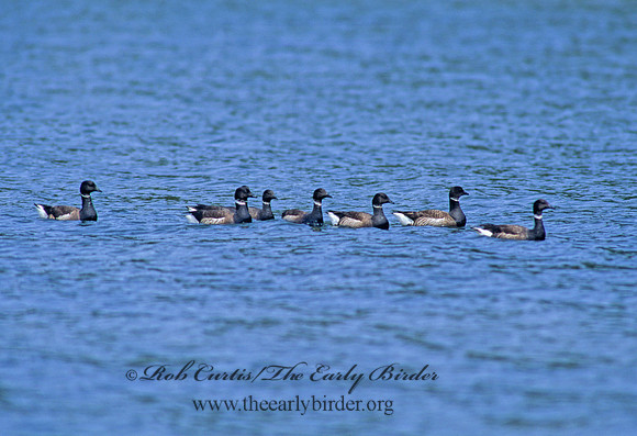Branta bernicla  BRANT 145328