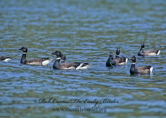 Branta bernicla  BRANT 145334