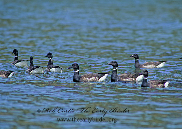 Branta bernicla  BRANT 145335