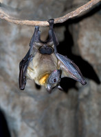 Eidolon helvum STRAW-COLORED FRUIT BAT 5017276z