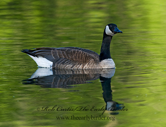 Branta canadensis  CANADA GOOSE 7016514