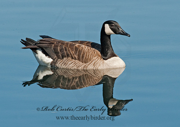 Branta canadensis  CANADA GOOSE 8021890