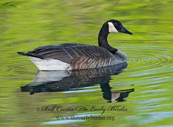 Branta canadensis  CANADA GOOSE 7016504