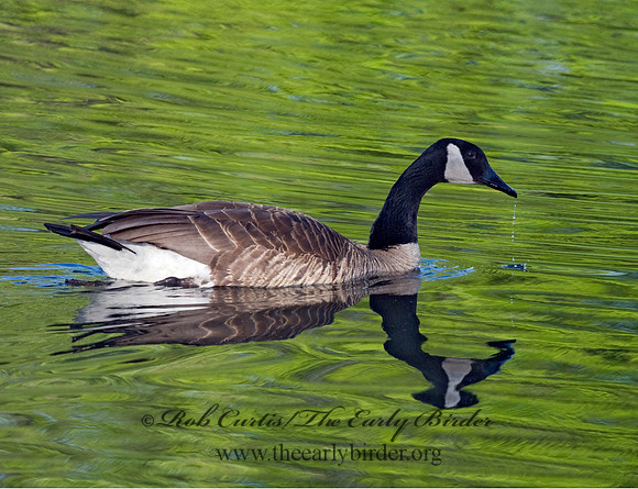 Branta canadensis  CANADA GOOSE 7016515