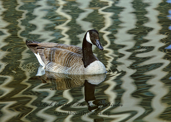 Branta canadensis  CANADA GOOSE 298033