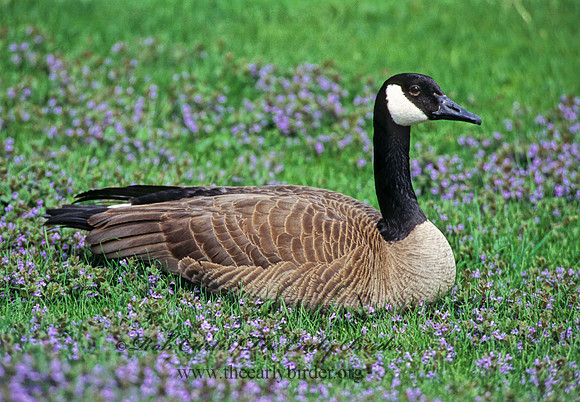 Branta canadensis  CANADA GOOSE 280236