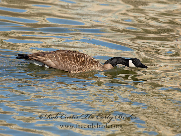 Branta canadensis  CANADA GOOSE 9062928