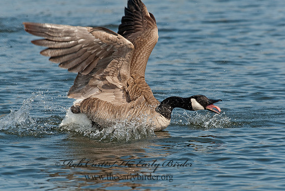 Branta canadensis  CANADA GOOSE 8021715