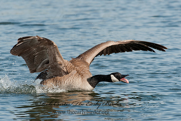 Branta canadensis  CANADA GOOSE 8021716