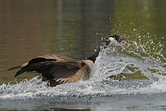 Branta canadensis  CANADA GOOSE 8002659a
