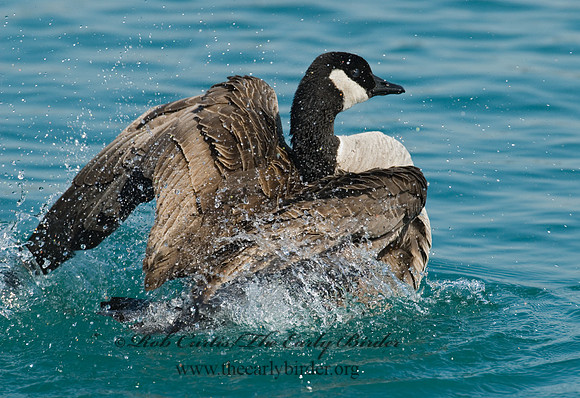 Branta canadensis  CANADA GOOSE 7000429