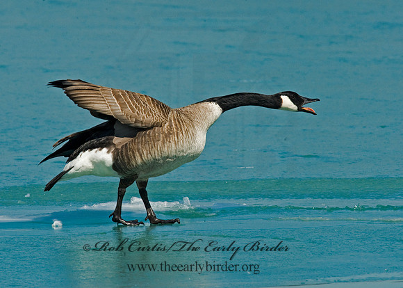 Branta canadensis  CANADA GOOSE 8011128