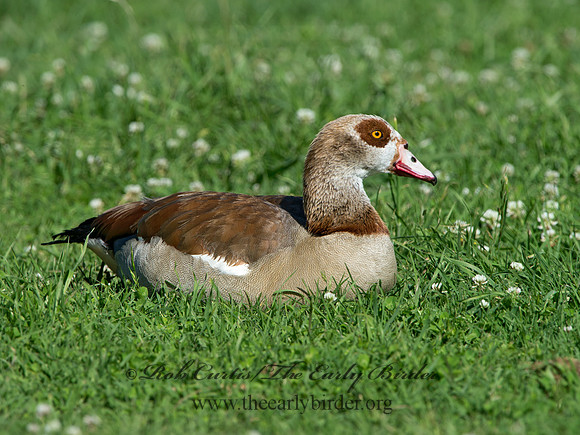 Alopochen aegyptiaca  EGYPTIAN GOOSE 9057751