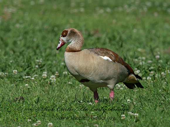 Alopochen aegyptiaca  EGYPTIAN GOOSE 9057738
