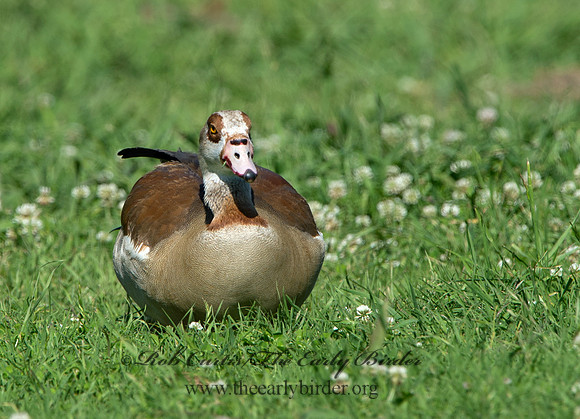 Alopochen aegyptiaca  EGYPTIAN GOOSE 9057742