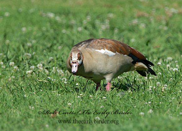 Alopochen aegyptiaca  EGYPTIAN GOOSE 9057736