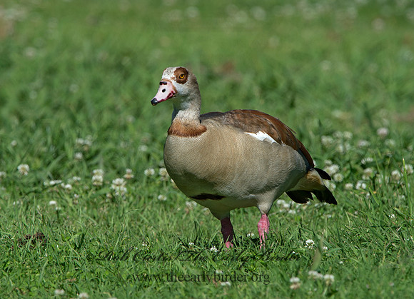 Alopochen aegyptiaca  EGYPTIAN GOOSE 9057740