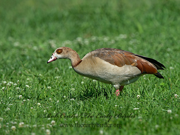 Alopochen aegyptiaca  EGYPTIAN GOOSE 9057745