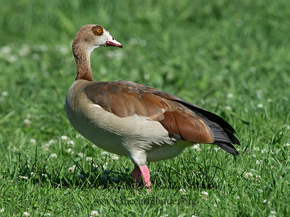 Alopochen aegyptiaca  EGYPTIAN GOOSE 9057753